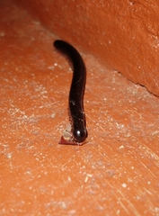 Julidae