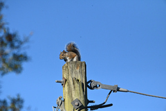 Sciurus carolinensis