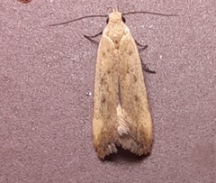 Anacampsis fullonella