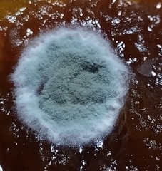 Aspergillus