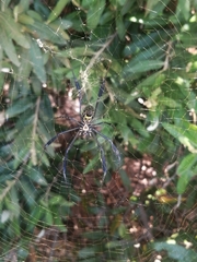 Trichonephila fenestrata