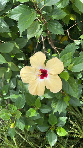 Hibiscus × rosa-sinensis