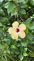 Hibiscus rosa-sinensis