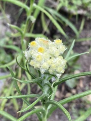 Pseudognaphalium viscosum