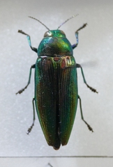 Eurythyrea micans