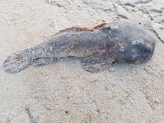 Halobatrachus didactylus