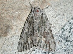 Catocala coccinata