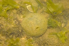 Cinachyrella
