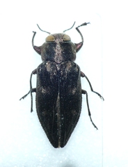 Chrysobothris solieri