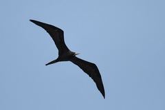 Fregata magnificens