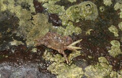 Pilumnus