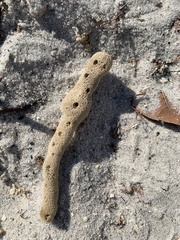 Amphimedon compressa