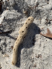 Amphimedon compressa