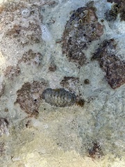 Chiton tuberculatus
