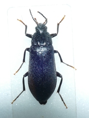 Melandrya caraboides