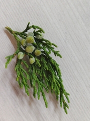 Platycladus orientalis