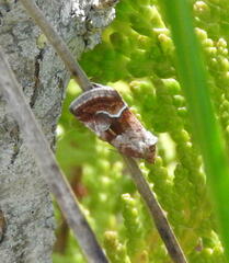 Deltote bellicula