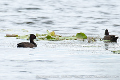 Netta erythrophthalma