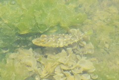 Sphoeroides spengleri