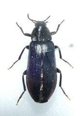 Melandrya caraboides
