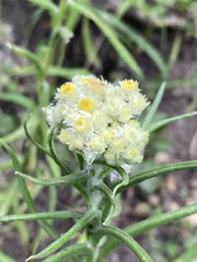 Pseudognaphalium viscosum