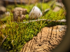 Tortula muralis