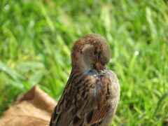 Passer domesticus