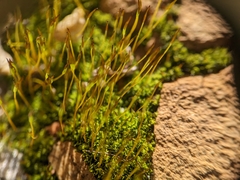 Tortula muralis