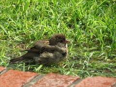 Passer domesticus