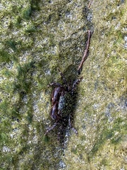 Pachygrapsus transversus