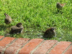 Passer domesticus