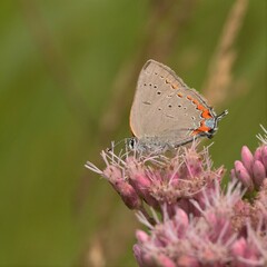 Satyrium acadica