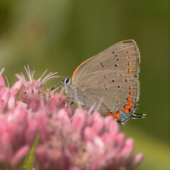 Satyrium acadica