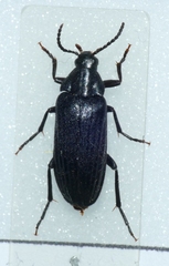 Melandrya barbata