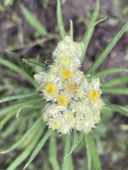 Pseudognaphalium viscosum