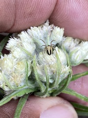 Pseudognaphalium viscosum