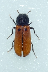 Bostrichus capucinus