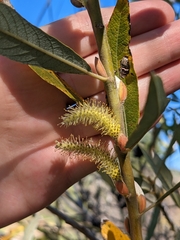 Salix lasiolepis