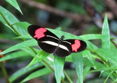 Heliconius erato phyllis