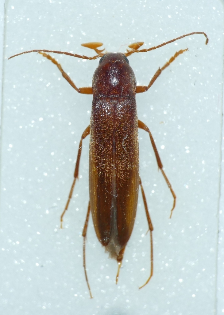 Serropalpus barbatus