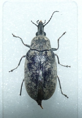 Mycterus curculioides