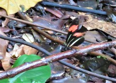 Heliconius erato phyllis