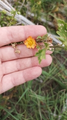 Modiolastrum malvifolium