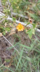 Modiolastrum malvifolium