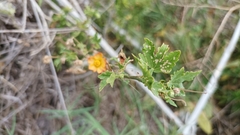 Modiolastrum malvifolium