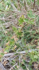 Modiolastrum malvifolium