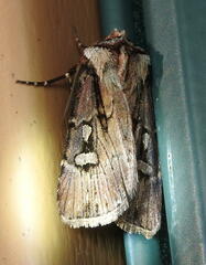 Agrotis obliqua