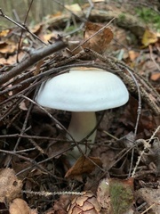 Agaricomycetidae