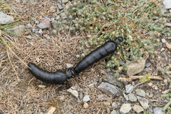 Berberomeloe tenebrosus