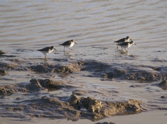 Calidris alpina